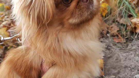 Uśmiechnięte "mordki" naszych Czytelników! Dzień Psa podsumowany! [GALERIA ZDJĘĆ]