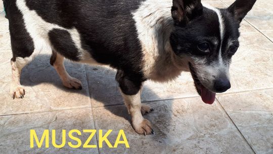 Uśmiechnięte "mordki" naszych Czytelników! Dzień Psa podsumowany! [GALERIA ZDJĘĆ]