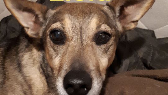 Uśmiechnięte "mordki" naszych Czytelników! Dzień Psa podsumowany! [GALERIA ZDJĘĆ]