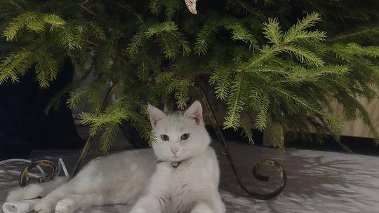 Uśmiechnięte "mordki" naszych Czytelników! Dzień Psa podsumowany! [GALERIA ZDJĘĆ]