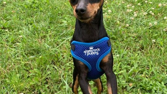 Uśmiechnięte "mordki" naszych Czytelników! Dzień Psa podsumowany! [GALERIA ZDJĘĆ]