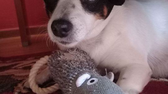 Uśmiechnięte "mordki" naszych Czytelników! Dzień Psa podsumowany! [GALERIA ZDJĘĆ]