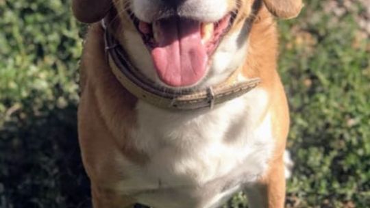 Uśmiechnięte "mordki" naszych Czytelników! Dzień Psa podsumowany! [GALERIA ZDJĘĆ]