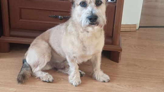 Uśmiechnięte "mordki" naszych Czytelników! Dzień Psa podsumowany! [GALERIA ZDJĘĆ]