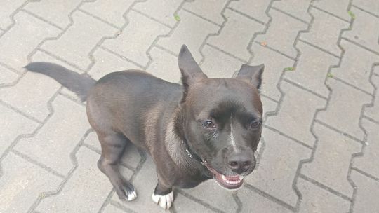 Uśmiechnięte "mordki" naszych Czytelników! Dzień Psa podsumowany! [GALERIA ZDJĘĆ]