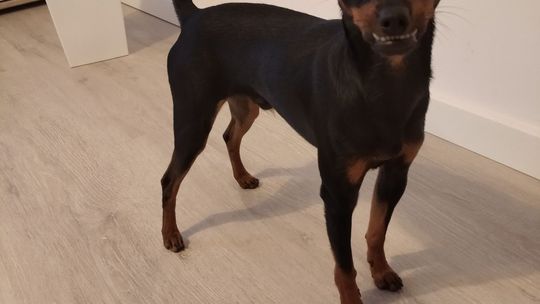 Uśmiechnięte "mordki" naszych Czytelników! Dzień Psa podsumowany! [GALERIA ZDJĘĆ]