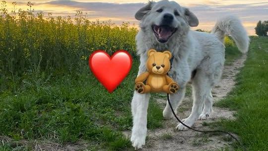 Uśmiechnięte "mordki" naszych Czytelników! Dzień Psa podsumowany! [GALERIA ZDJĘĆ]