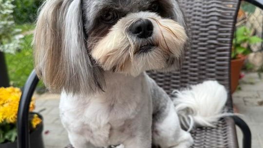 Uśmiechnięte "mordki" naszych Czytelników! Dzień Psa podsumowany! [GALERIA ZDJĘĆ]