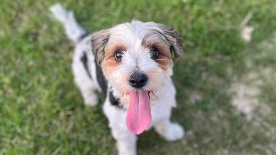 Uśmiechnięte "mordki" naszych Czytelników! Dzień Psa podsumowany! [GALERIA ZDJĘĆ]