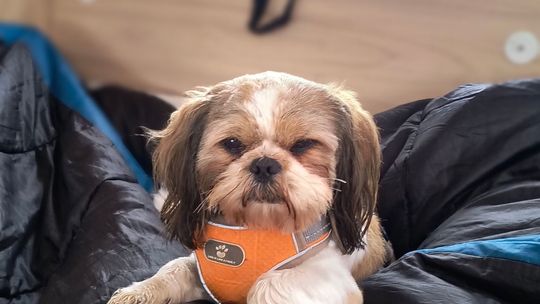 Uśmiechnięte "mordki" naszych Czytelników! Dzień Psa podsumowany! [GALERIA ZDJĘĆ]