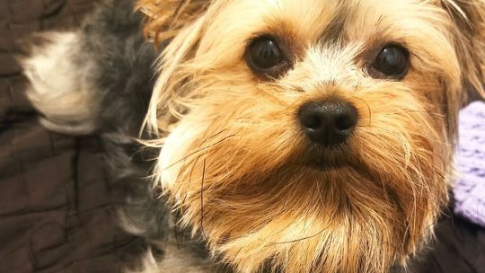 Uśmiechnięte "mordki" naszych Czytelników! Dzień Psa podsumowany! [GALERIA ZDJĘĆ]