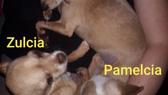 Uśmiechnięte "mordki" naszych Czytelników! Dzień Psa podsumowany! [GALERIA ZDJĘĆ]