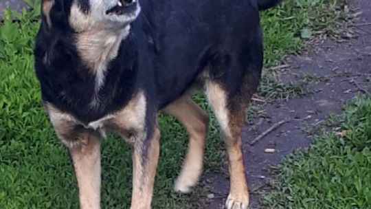 Uśmiechnięte "mordki" naszych Czytelników! Dzień Psa podsumowany! [GALERIA ZDJĘĆ]