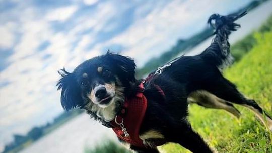 Uśmiechnięte "mordki" naszych Czytelników! Dzień Psa podsumowany! [GALERIA ZDJĘĆ]