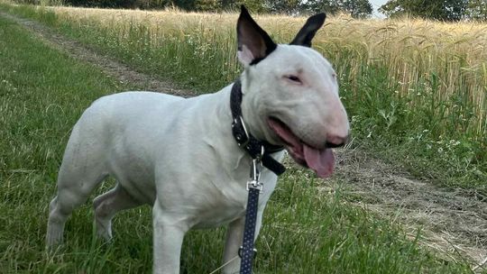 Uśmiechnięte "mordki" naszych Czytelników! Dzień Psa podsumowany! [GALERIA ZDJĘĆ]