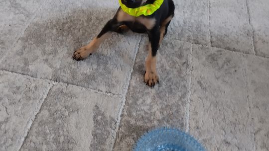 Uśmiechnięte "mordki" naszych Czytelników! Dzień Psa podsumowany! [GALERIA ZDJĘĆ]