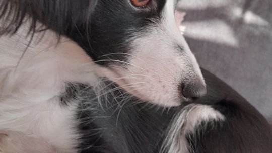 Uśmiechnięte "mordki" naszych Czytelników! Dzień Psa podsumowany! [GALERIA ZDJĘĆ]