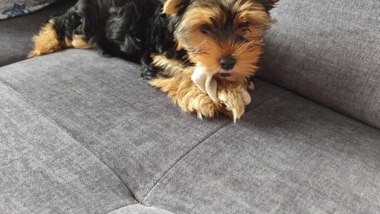 Uśmiechnięte "mordki" naszych Czytelników! Dzień Psa podsumowany! [GALERIA ZDJĘĆ]