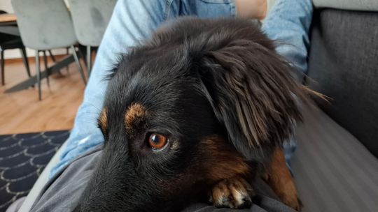 Uśmiechnięte "mordki" naszych Czytelników! Dzień Psa podsumowany! [GALERIA ZDJĘĆ]