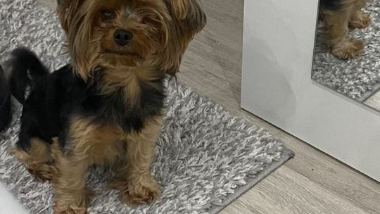 Uśmiechnięte "mordki" naszych Czytelników! Dzień Psa podsumowany! [GALERIA ZDJĘĆ]