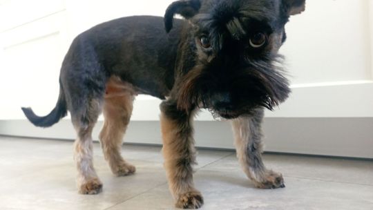 Uśmiechnięte "mordki" naszych Czytelników! Dzień Psa podsumowany! [GALERIA ZDJĘĆ]