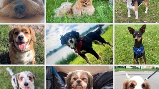 Uśmiechnięte "mordki" naszych Czytelników! Dzień Psa podsumowany! [GALERIA ZDJĘĆ]