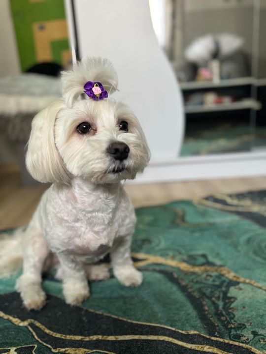 Uśmiechnięte "mordki" naszych Czytelników! Dzień Psa podsumowany! [GALERIA ZDJĘĆ]