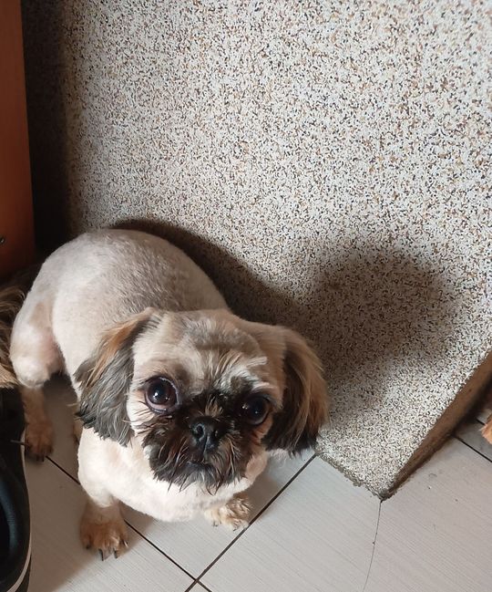 Uśmiechnięte "mordki" naszych Czytelników! Dzień Psa podsumowany! [GALERIA ZDJĘĆ]