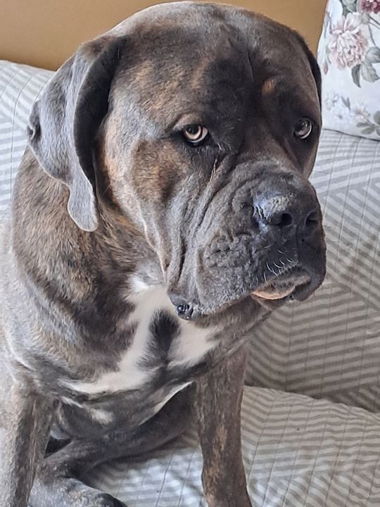 Uśmiechnięte "mordki" naszych Czytelników! Dzień Psa podsumowany! [GALERIA ZDJĘĆ]