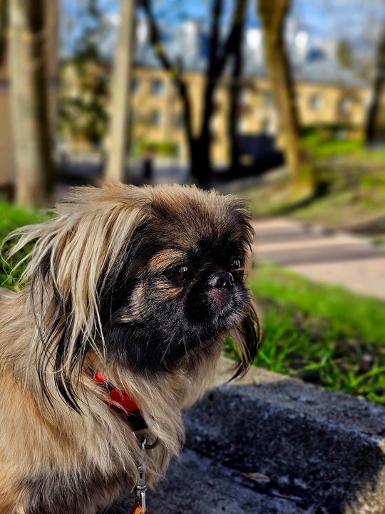 Uśmiechnięte "mordki" naszych Czytelników! Dzień Psa podsumowany! [GALERIA ZDJĘĆ]