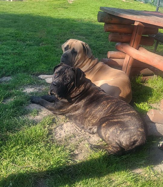 Uśmiechnięte "mordki" naszych Czytelników! Dzień Psa podsumowany! [GALERIA ZDJĘĆ]