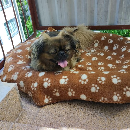 Uśmiechnięte "mordki" naszych Czytelników! Dzień Psa podsumowany! [GALERIA ZDJĘĆ]