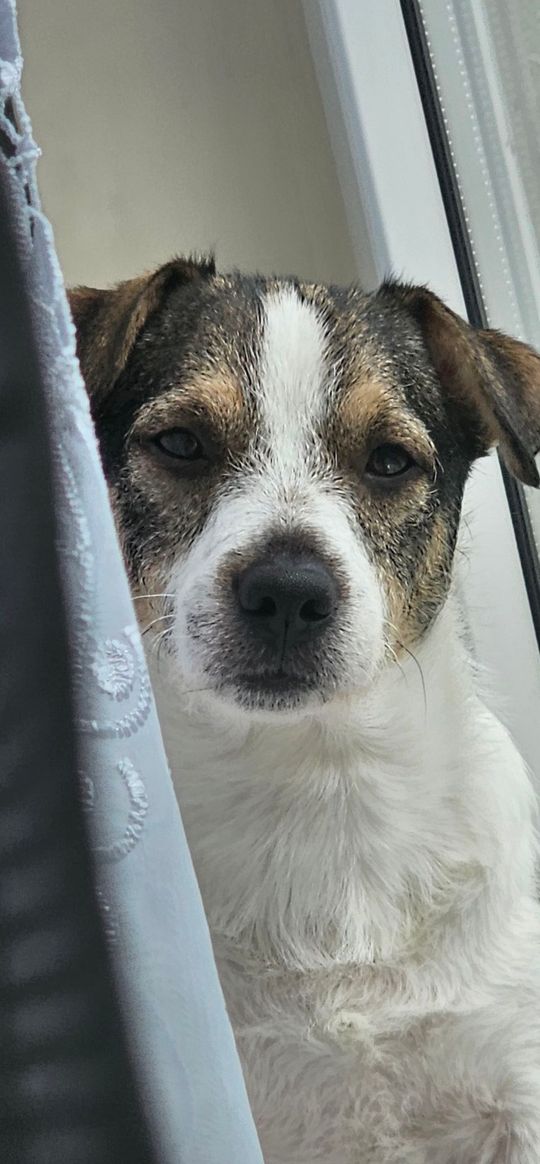 Uśmiechnięte "mordki" naszych Czytelników! Dzień Psa podsumowany! [GALERIA ZDJĘĆ]