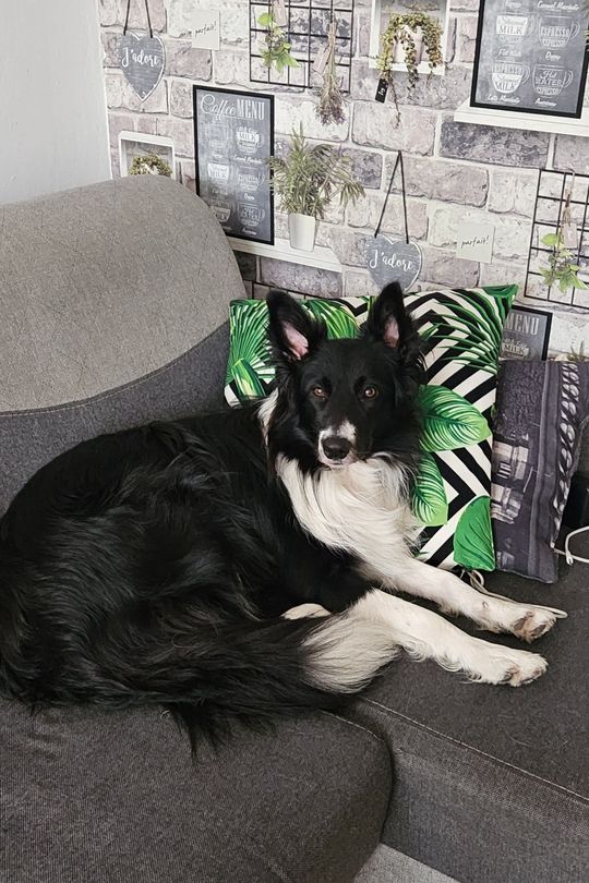 Uśmiechnięte "mordki" naszych Czytelników! Dzień Psa podsumowany! [GALERIA ZDJĘĆ]