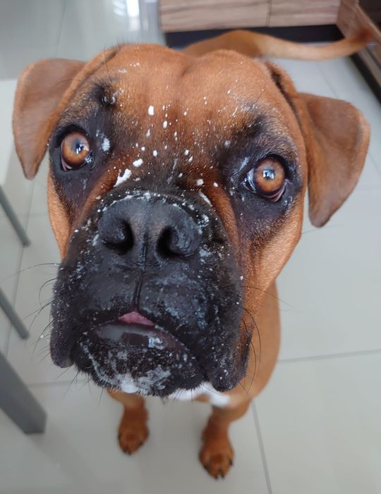 Uśmiechnięte "mordki" naszych Czytelników! Dzień Psa podsumowany! [GALERIA ZDJĘĆ]