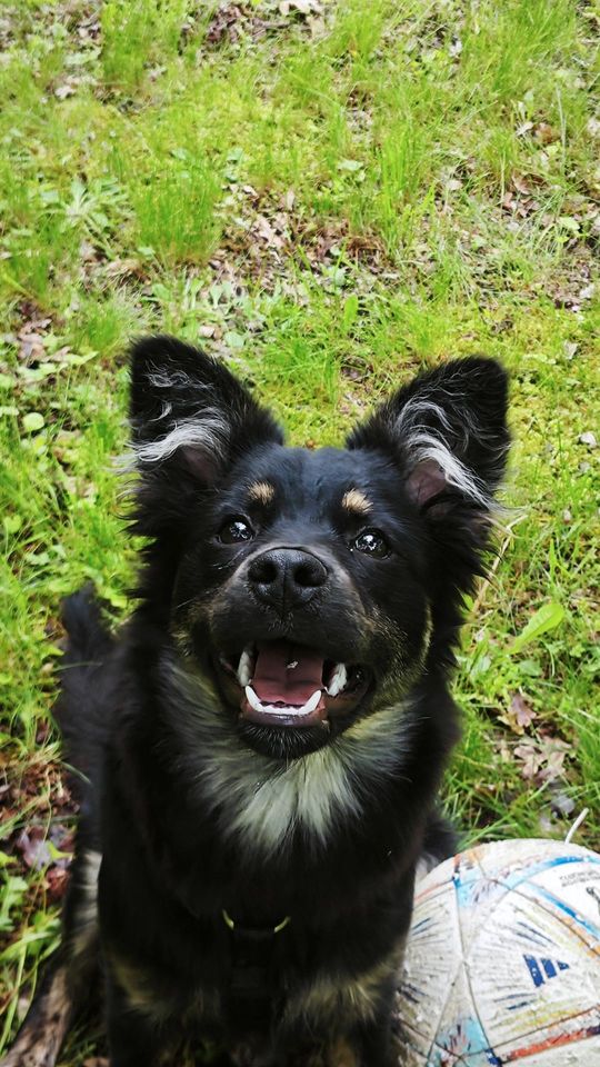 Uśmiechnięte "mordki" naszych Czytelników! Dzień Psa podsumowany! [GALERIA ZDJĘĆ]