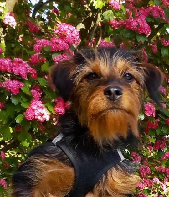 Uśmiechnięte "mordki" naszych Czytelników! Dzień Psa podsumowany! [GALERIA ZDJĘĆ]