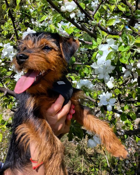 Uśmiechnięte "mordki" naszych Czytelników! Dzień Psa podsumowany! [GALERIA ZDJĘĆ]