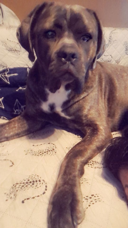 Uśmiechnięte "mordki" naszych Czytelników! Dzień Psa podsumowany! [GALERIA ZDJĘĆ]