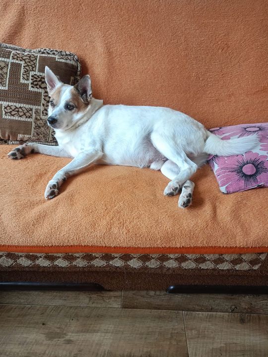 Uśmiechnięte "mordki" naszych Czytelników! Dzień Psa podsumowany! [GALERIA ZDJĘĆ]