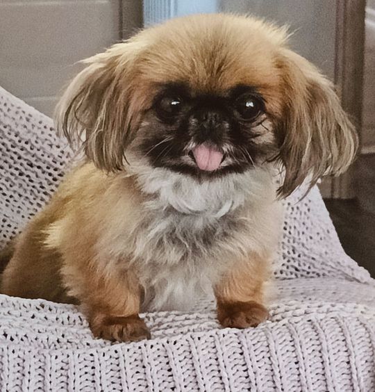 Uśmiechnięte "mordki" naszych Czytelników! Dzień Psa podsumowany! [GALERIA ZDJĘĆ]