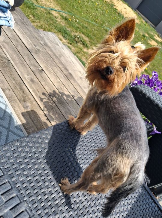 Uśmiechnięte "mordki" naszych Czytelników! Dzień Psa podsumowany! [GALERIA ZDJĘĆ]