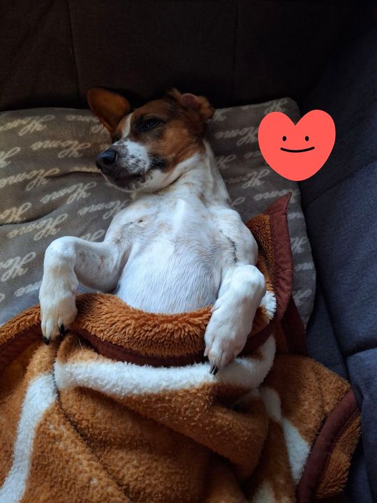 Uśmiechnięte "mordki" naszych Czytelników! Dzień Psa podsumowany! [GALERIA ZDJĘĆ]