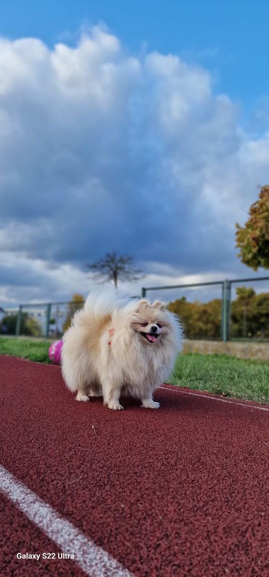 Uśmiechnięte "mordki" naszych Czytelników! Dzień Psa podsumowany! [GALERIA ZDJĘĆ]