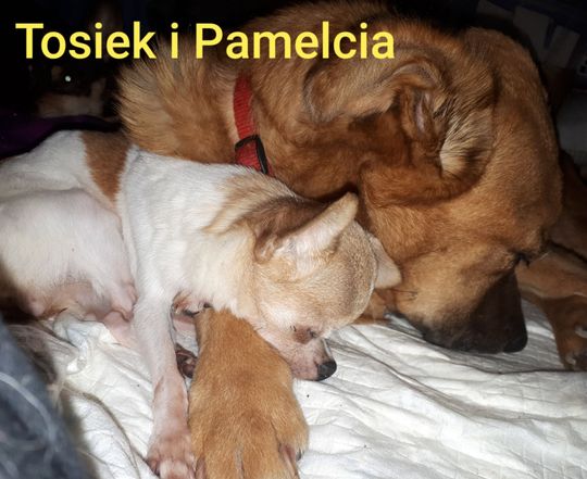 Uśmiechnięte "mordki" naszych Czytelników! Dzień Psa podsumowany! [GALERIA ZDJĘĆ]