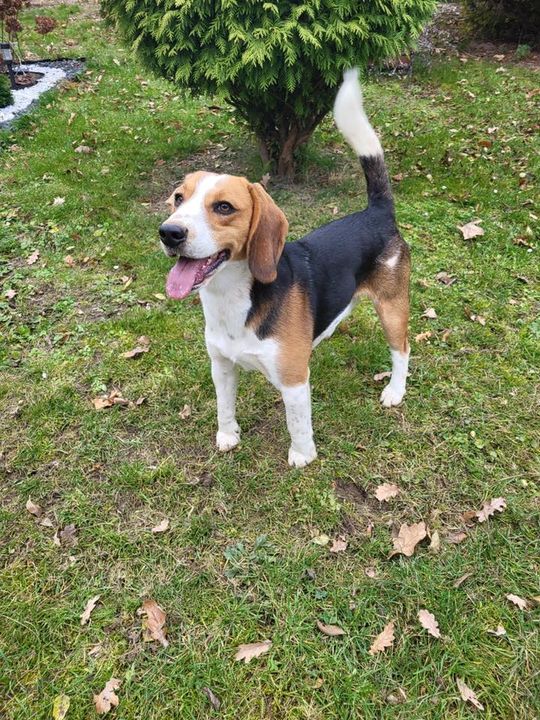 Uśmiechnięte "mordki" naszych Czytelników! Dzień Psa podsumowany! [GALERIA ZDJĘĆ]