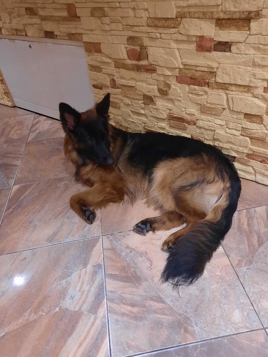 Uśmiechnięte "mordki" naszych Czytelników! Dzień Psa podsumowany! [GALERIA ZDJĘĆ]