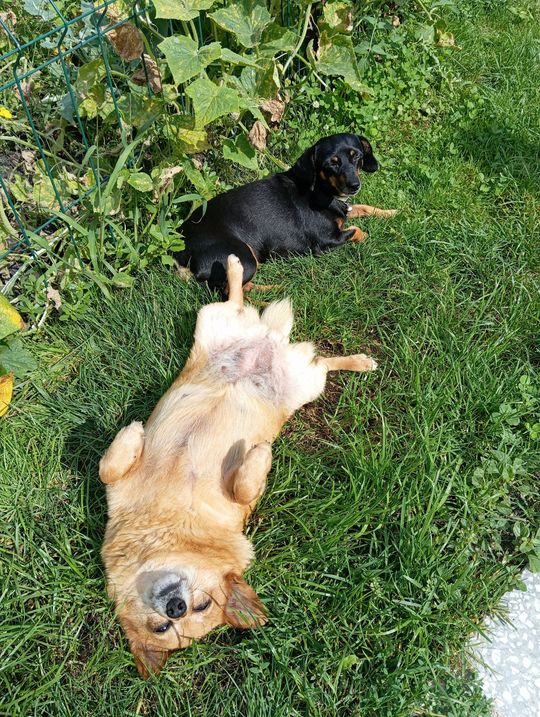 Uśmiechnięte "mordki" naszych Czytelników! Dzień Psa podsumowany! [GALERIA ZDJĘĆ]