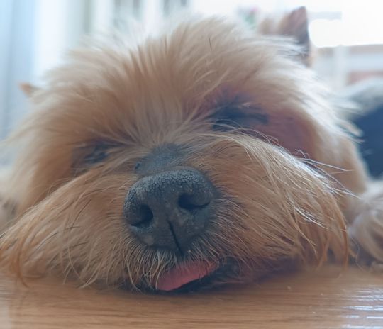 Uśmiechnięte "mordki" naszych Czytelników! Dzień Psa podsumowany! [GALERIA ZDJĘĆ]