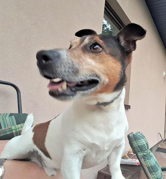 Uśmiechnięte "mordki" naszych Czytelników! Dzień Psa podsumowany! [GALERIA ZDJĘĆ]